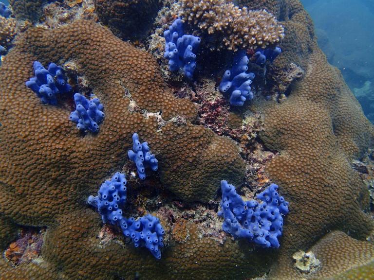 Een koraalkolonie met blauwe sponzen