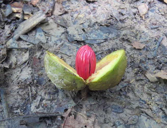 Virola Aublet