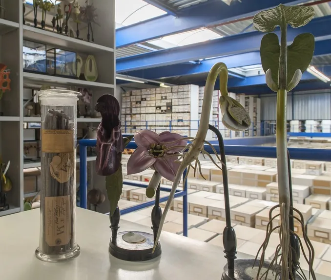 Botanical collection