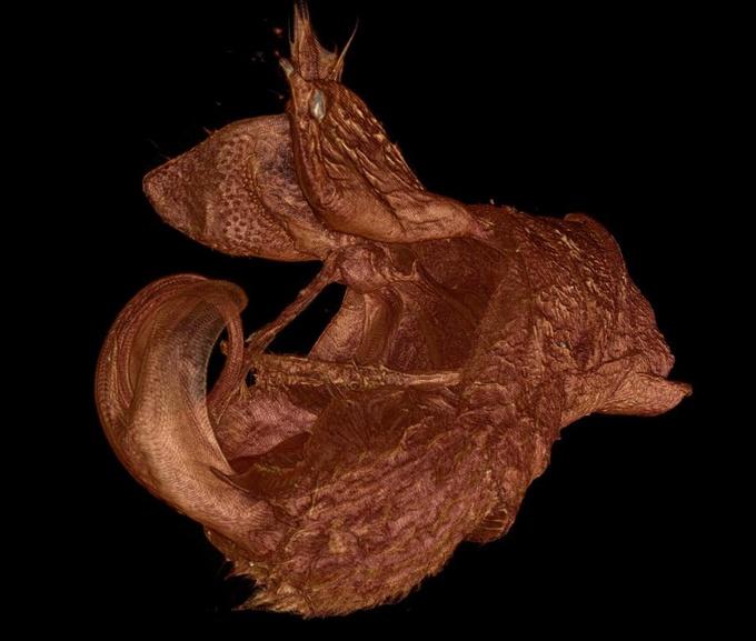 Phylogeny of Tipulomorpha