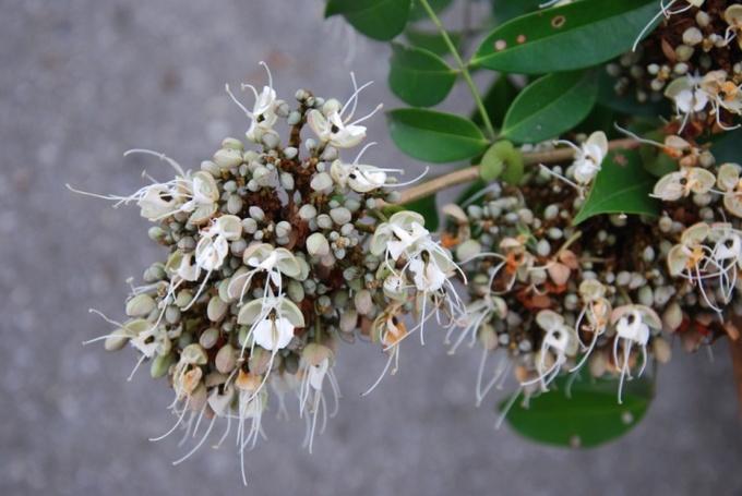 Revisions of selected angiosperm taxa