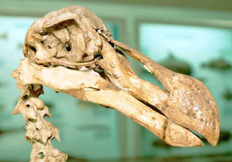 Dodoskelet, natuurhistorisch museum Mauritius