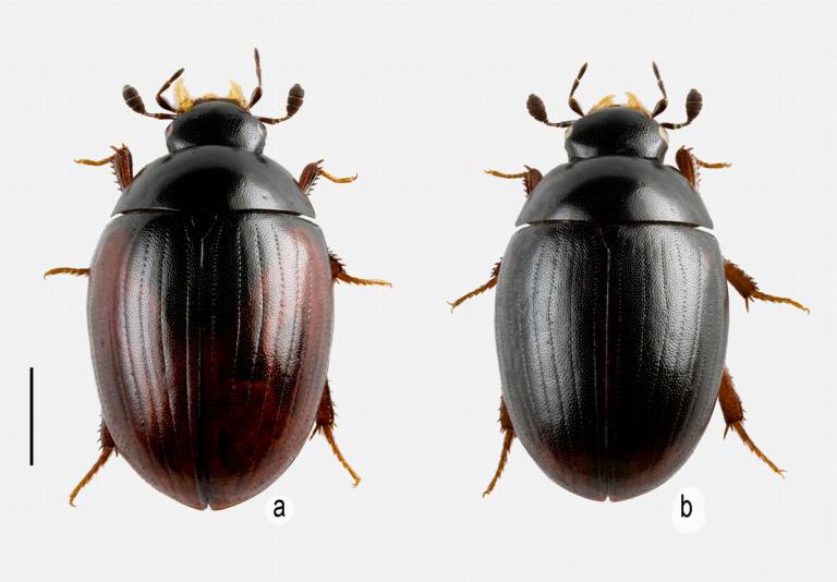 Very similar looking beetles