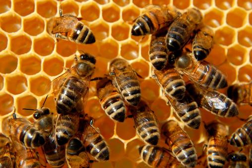 Honingbijen in korf