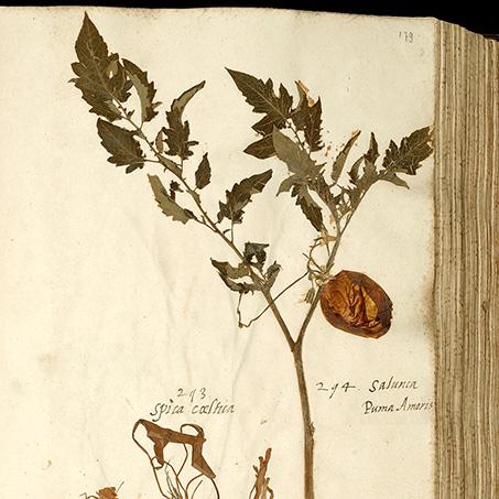 Herbariumvel met de oudste tomaat