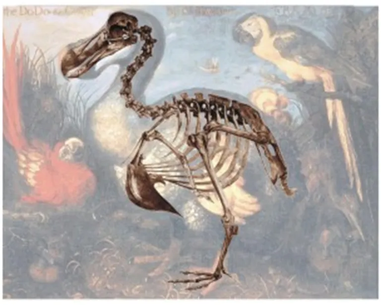 Dodo