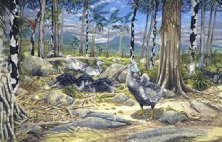 Reconstructie leefomgeving van dodo's