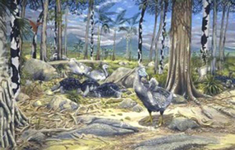 Reconstructie leefomgeving van dodo's