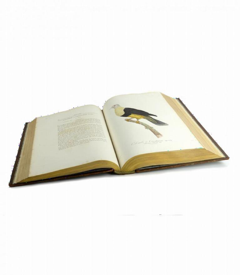 Pigeon book