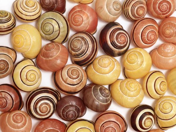 Cepaea nemoralis in different shapes and colours