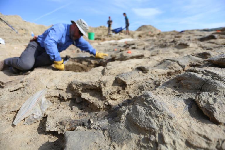 Opgraving Jurassic Mile