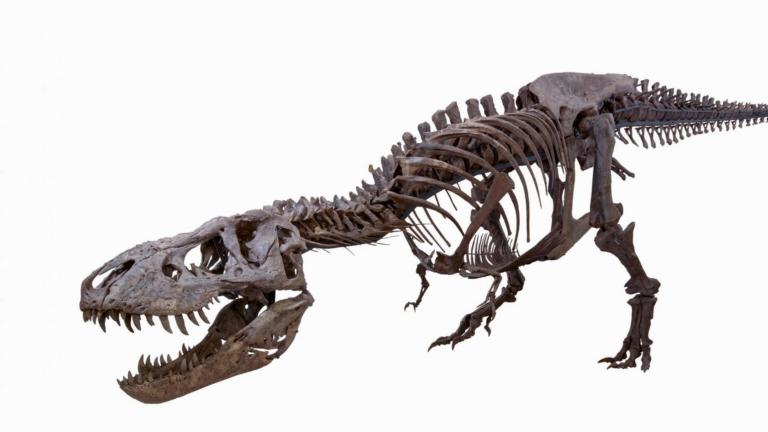 T. rex Trix van Naturalis