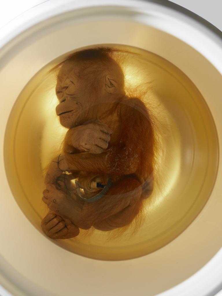 Aram de orang oetanbaby