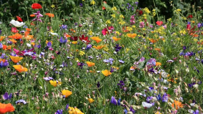 Flower field