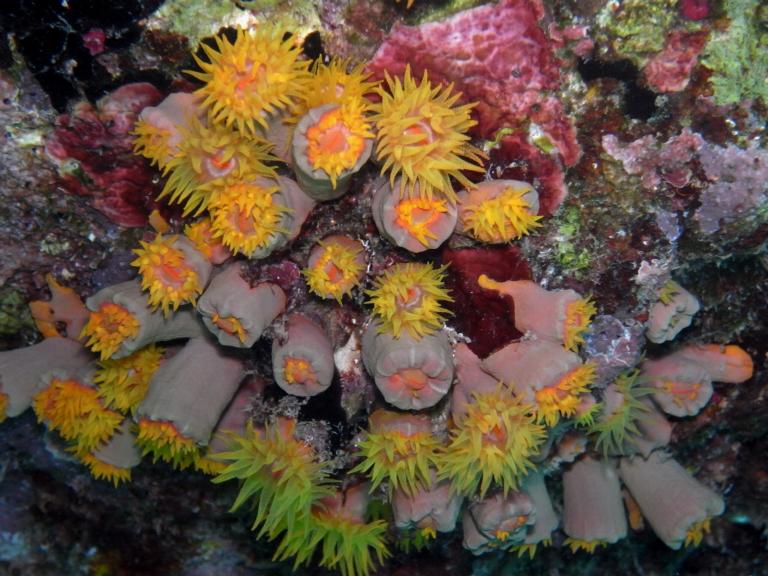 Carraibisch koraal