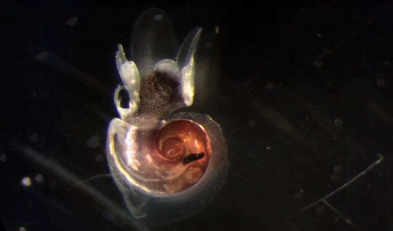 Atlanta vanderspoeli sea snail