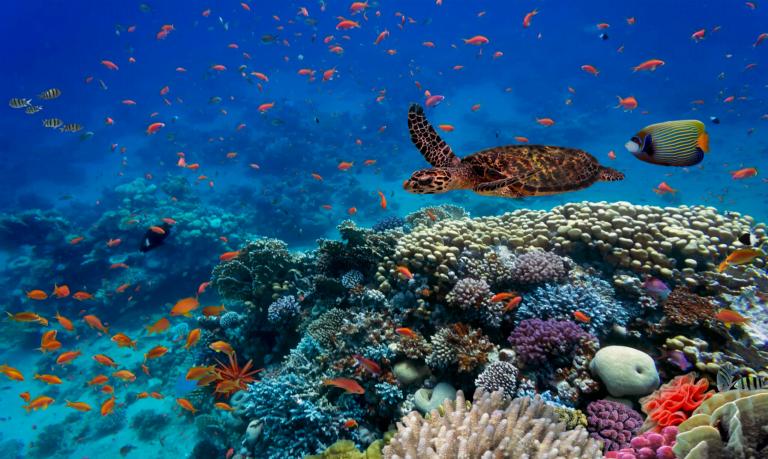 Oceaan beeld van koraalrif
