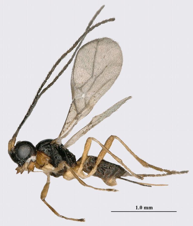 Het nieuwe sluipwespensoort Aphaereta vondelparkensis. Beeld Kees van Achterberg (Naturalis, Leiden en Zhejiang University, Hangzhou, China)