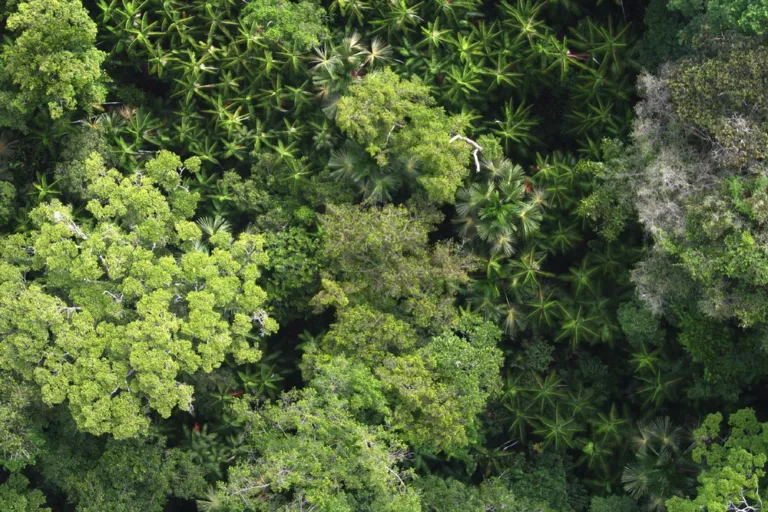 Canopy trees French Guiana.