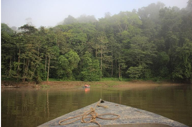 Het ondoordringbare woud vanaf de Kinabatanganrivier (Foto; Pip van Aalst)