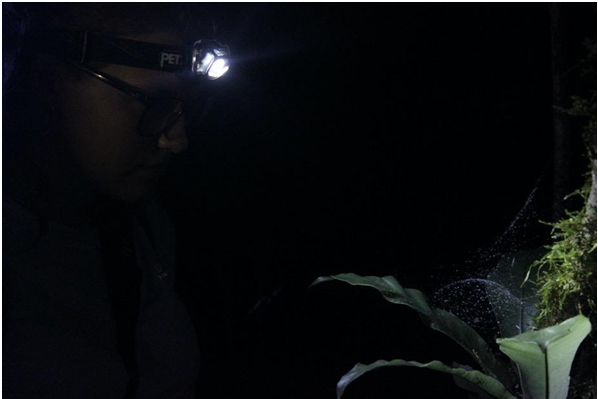 Iris Noordermeer mikt de stralen van haar hoofdlampje op een met maïzena bepoederd spinnenweb. (Foto: Sybren Hilgen)