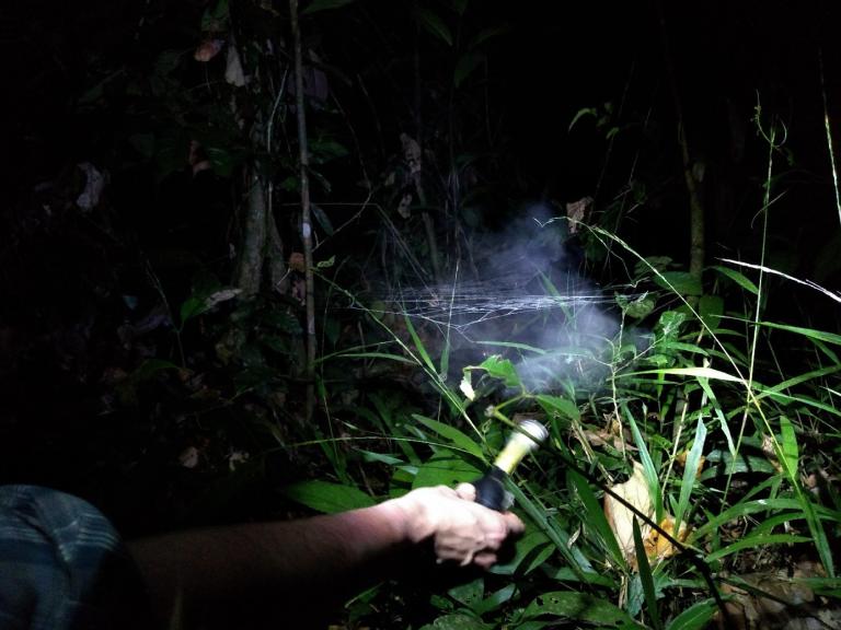 Jeremy Miller gebruikt zetmeel om de spinnenwebben zichtbaar te maken. Foto: Jun Lerou