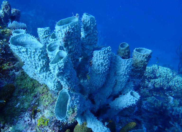 Koraalrif Natuurwijzer