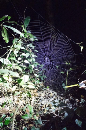 Meting van een spinnenweb