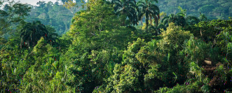 Tropisch regenwoud