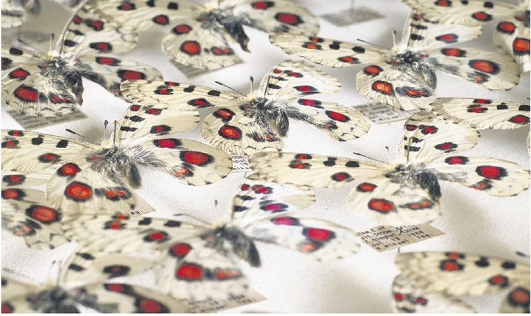 Apollovlinders: hiervan bezit Naturalis een van de volledigste verzamelingen ter wereld. Foto: Naturalis Biodiversity Center