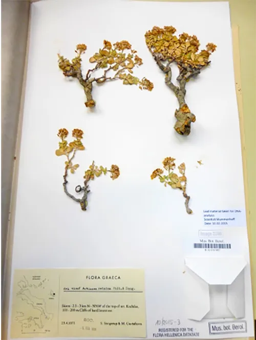 Flora Graeca