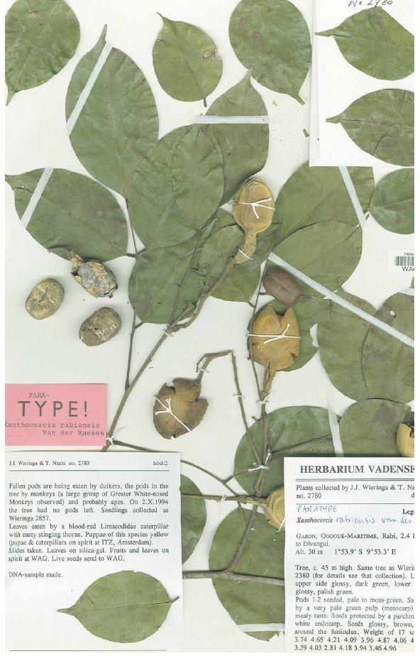 Een herbariumblad van de reusachtige vlinderbloemige boom uit het oerwoud van Gabon, Xanthoceris rabiensis. 