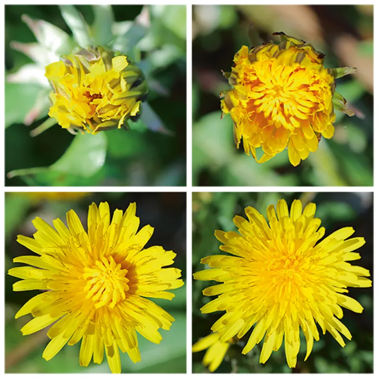 paardenbloemen