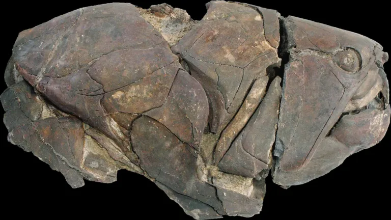 Dunkleosteus
