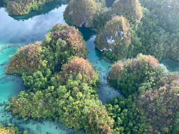 De kalksteenwouden van Nieuw-Guinea. Foto Chralie Heatubun