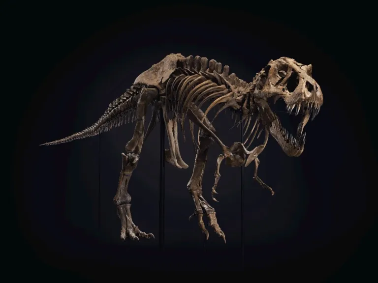 T. rex Stan, foto: Christie's