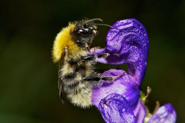 Bombus gerstaeckeri (man) die zijn waardplant Aconitum napellus bezoekt, vertoont een aanzienlijke toename in hoogtebereik. Foto © Nicolas J. Vereecken.