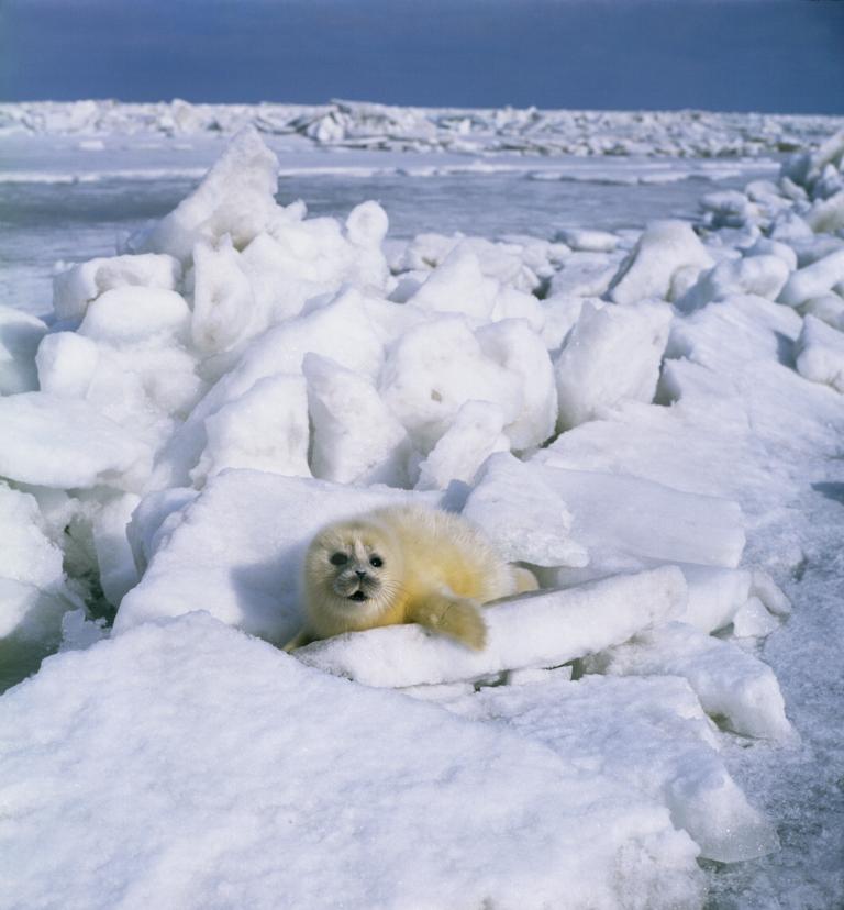 Kaspische zeehond op ijs. Nu nog wel.
