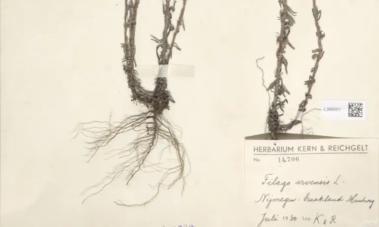 Herbariumetiket met locatie (Bron: Naturalis)