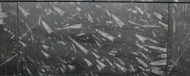 Fossielen in de muur