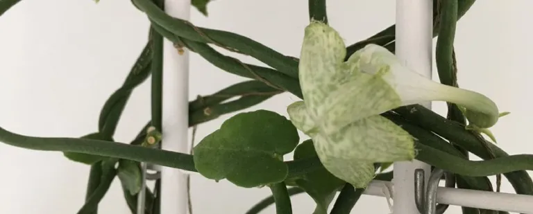 Parachuteplant
