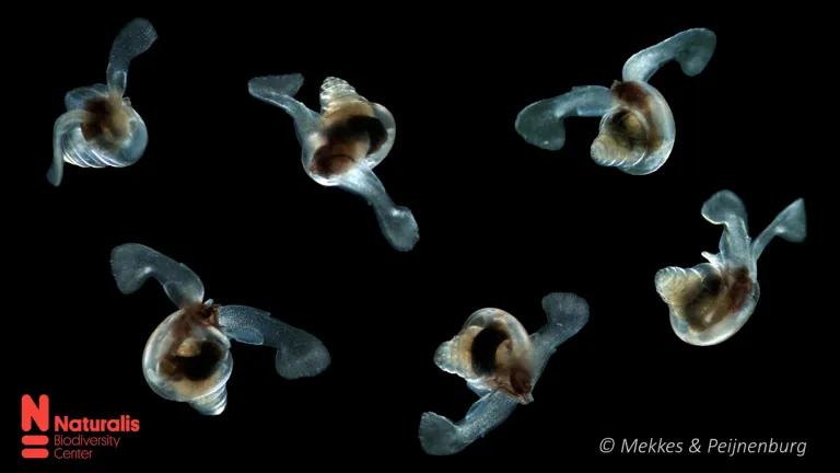  Een compilatie van de kwetsbare zeevlinder Limacina retroversa zwemmend in de oceaan. Credits: Lisette Mekkes & Katja Peijnenburg, Naturalis.