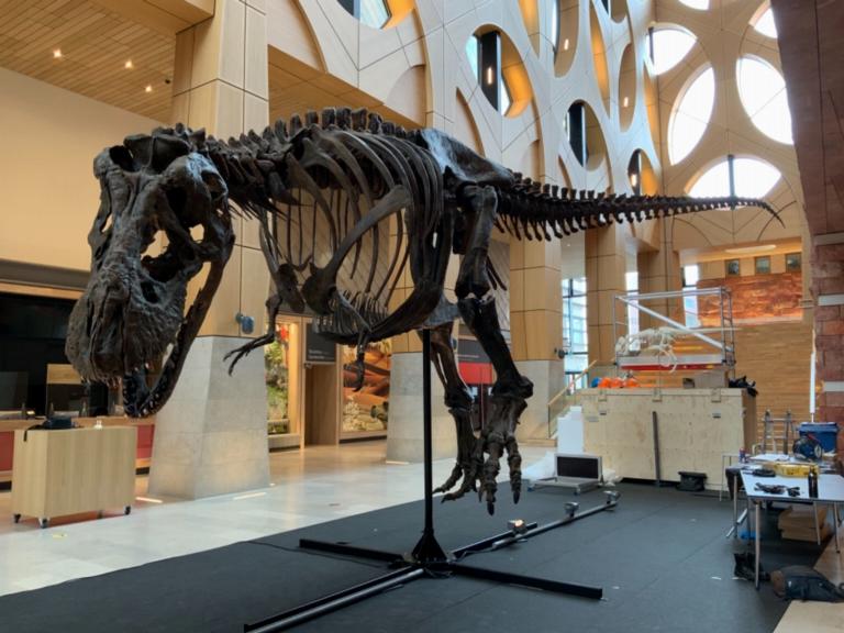 3D print van een Tyrannosaurus rex op ware grootte