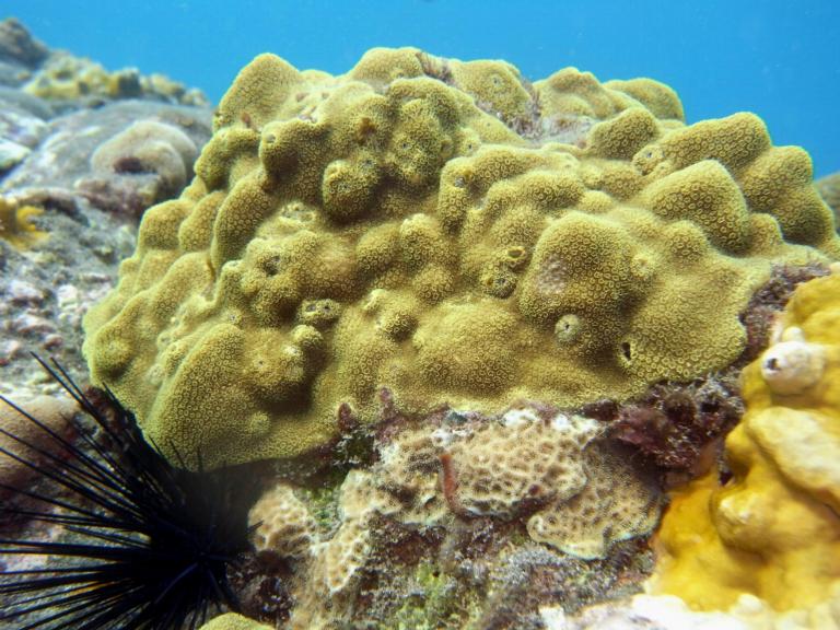 Het veelvoorkomende Caraïbische koraal Porites astreoides is zowel op het kunstmatige als op het natuurlijke rif aangetroffen.