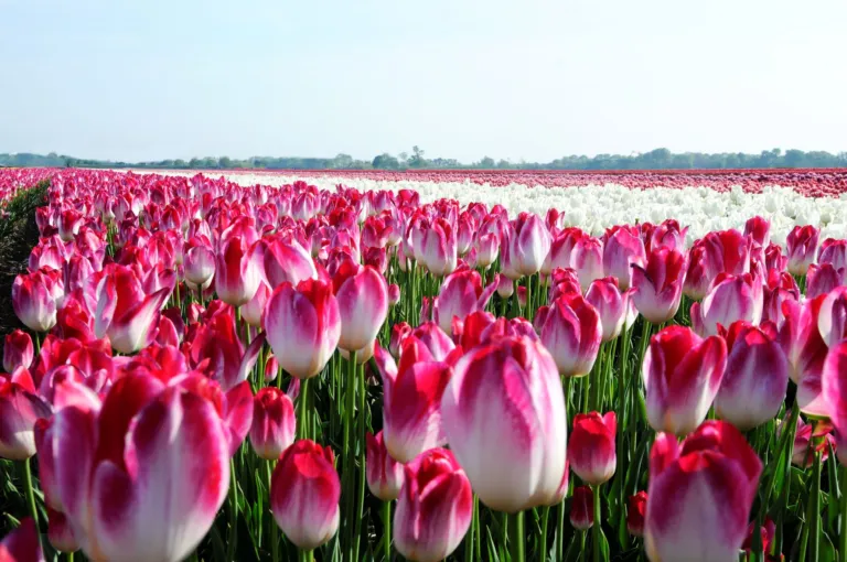 Bloembollenveld in Lisse (credit: Greenport Duin- en Bollenstreek).