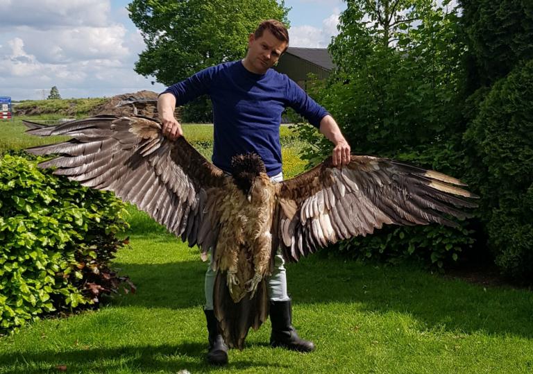 Hans Pohlmann van de Vulture Conservation Foundation met lammergier Angèle