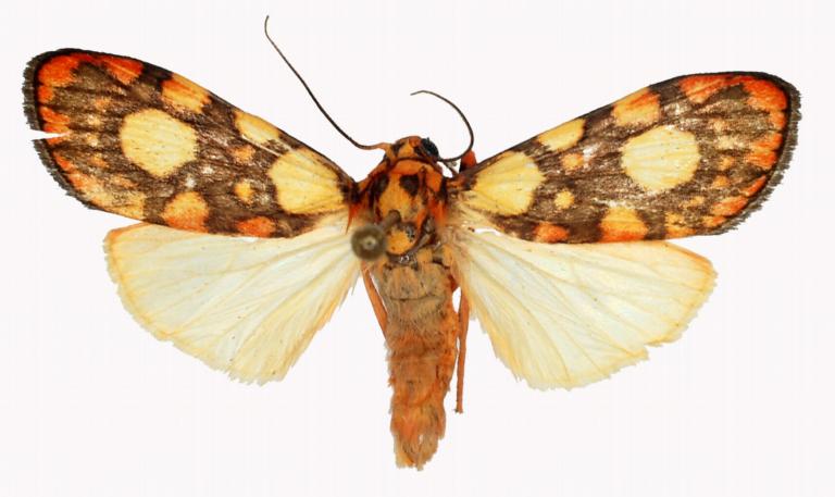 Cyme laeta Looijenga 2021, a newly described species of butterfly