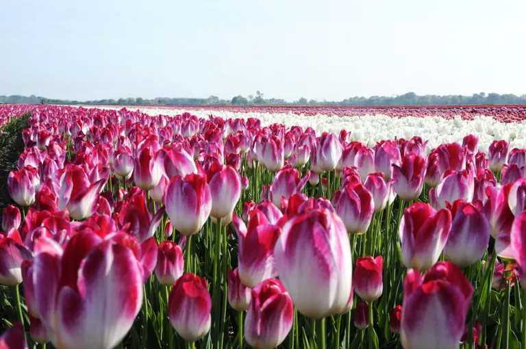 bulb cultivation in connection with the landscape