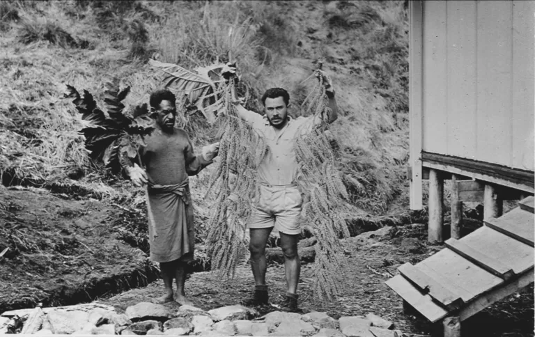 Max van Balgooy during field work in Papua (1965), holding the inflorescence of an unspecified Araliaceae