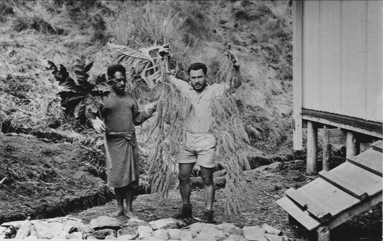 Max van Balgooy op veldwerk in Papua (1965). De bloeiwijze is van een Araliaceae